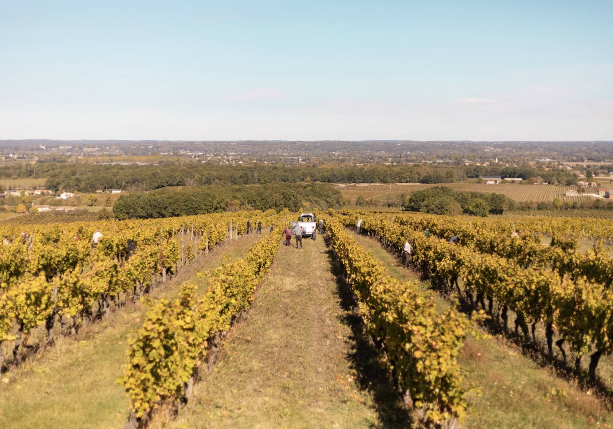 Le Cycle de Vie de la Vigne au Domaine Haut Montlong