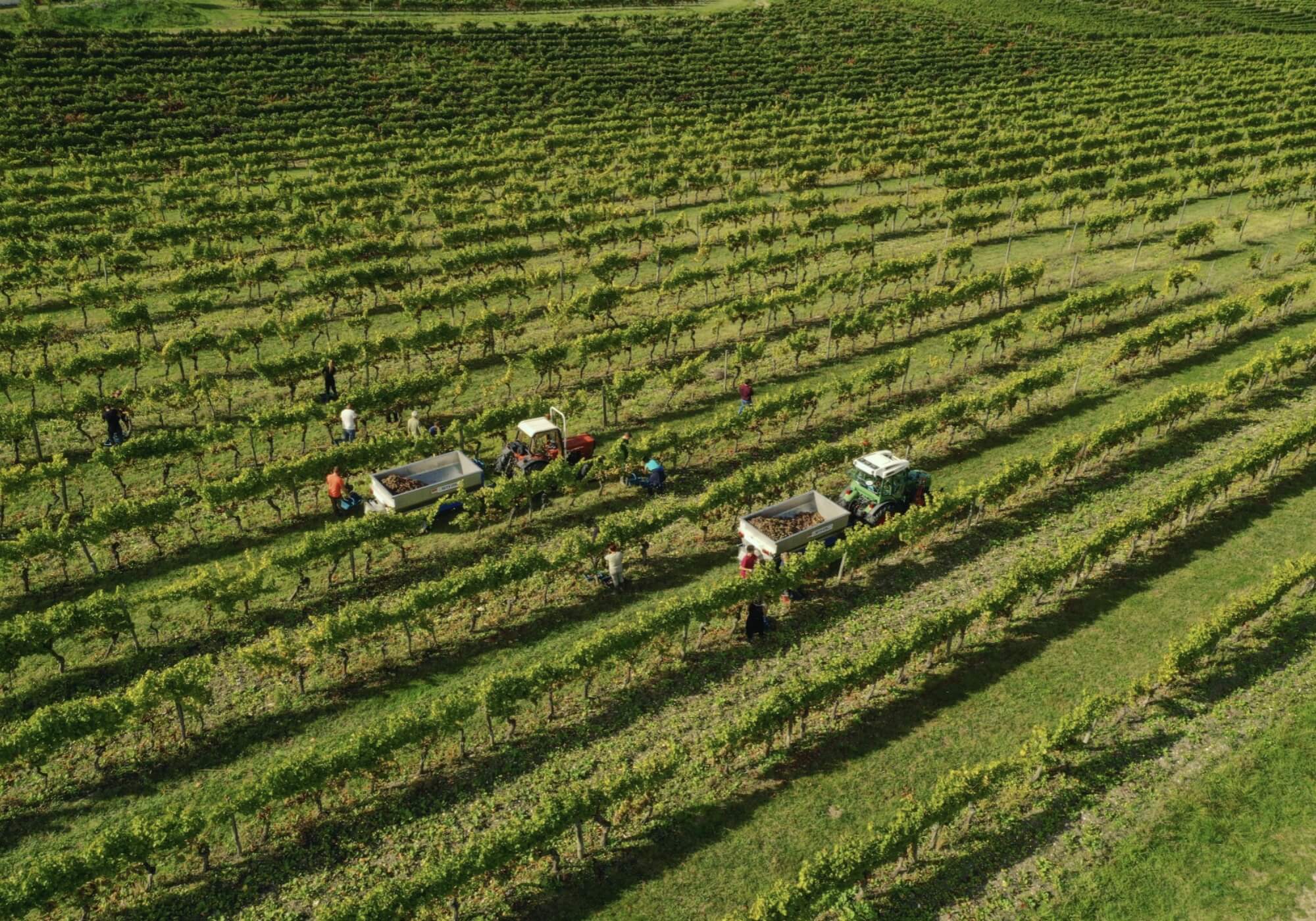 L'Engagement Bio du Domaine du Haut Montlong : Des Vins Respectueux de la Nature