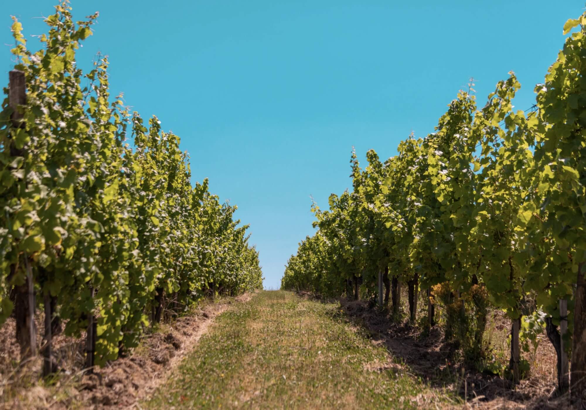 L'Histoire du Vin : Un Voyage à Travers les Âges