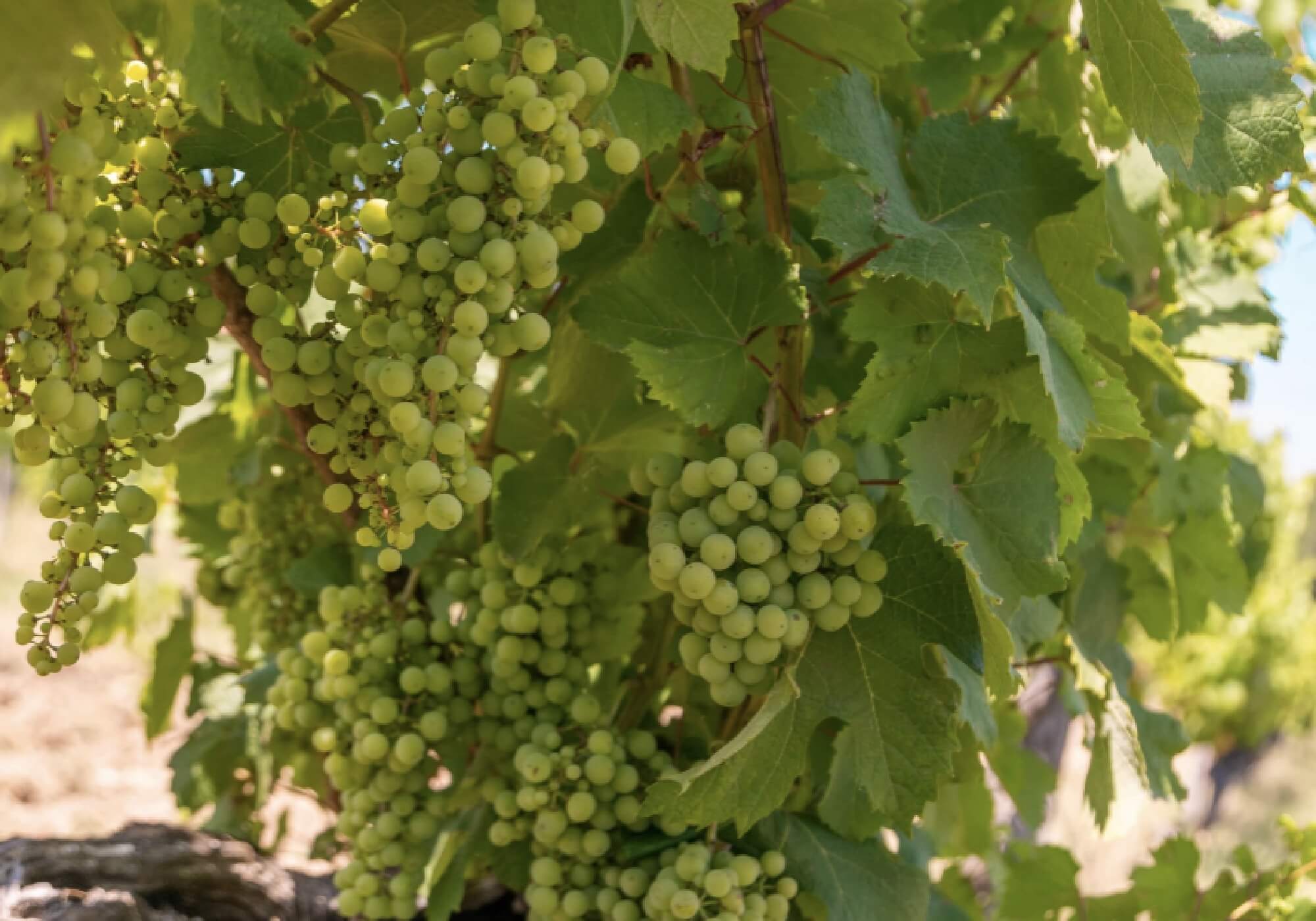 Comment le Vin Passe du Jus de Raisin à de l'Alcool : Le Voyage Fascinant du Raisin
