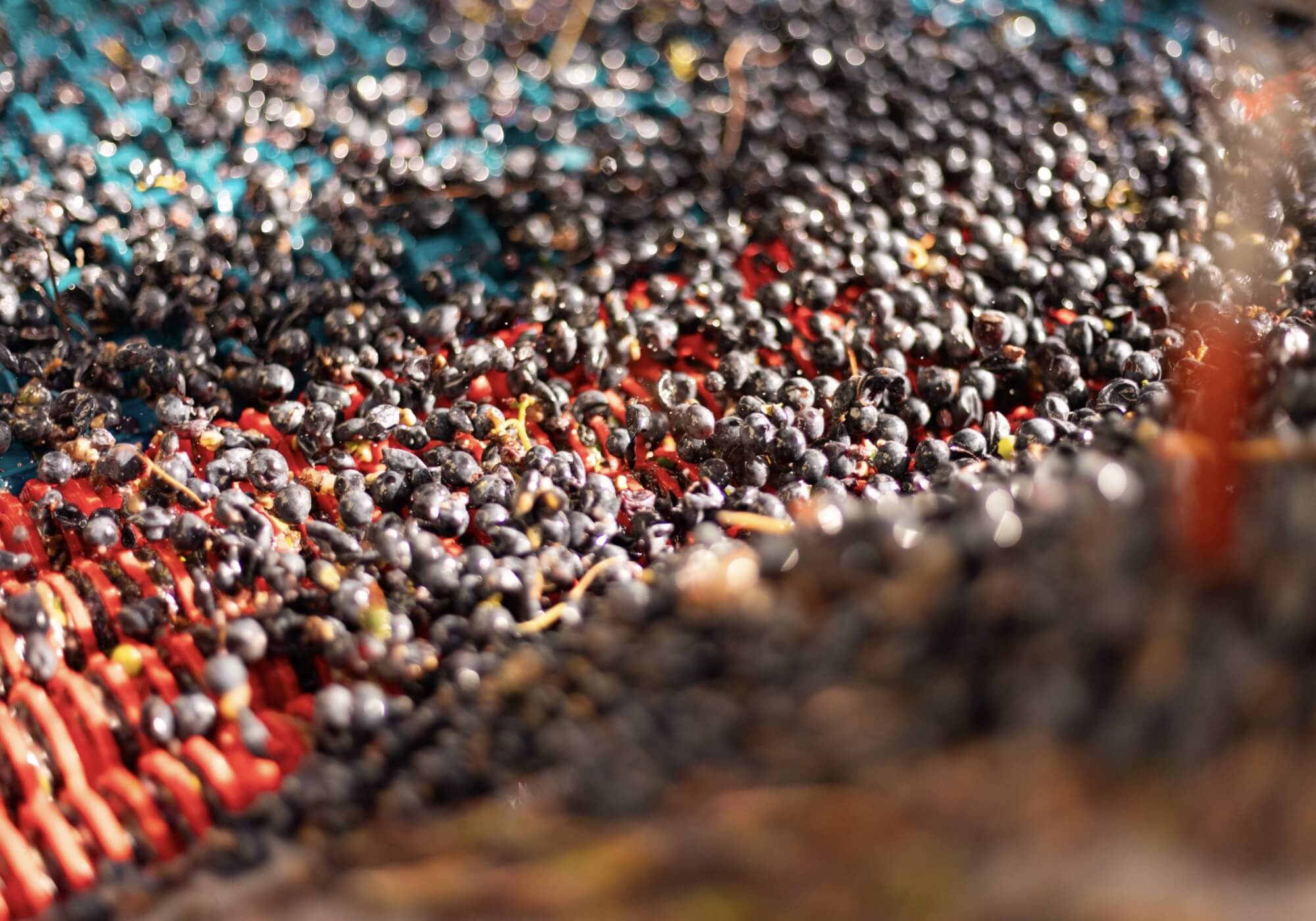 Les Raisins de la Révélation : Comment les Couleurs de Vin Sont Déterminées