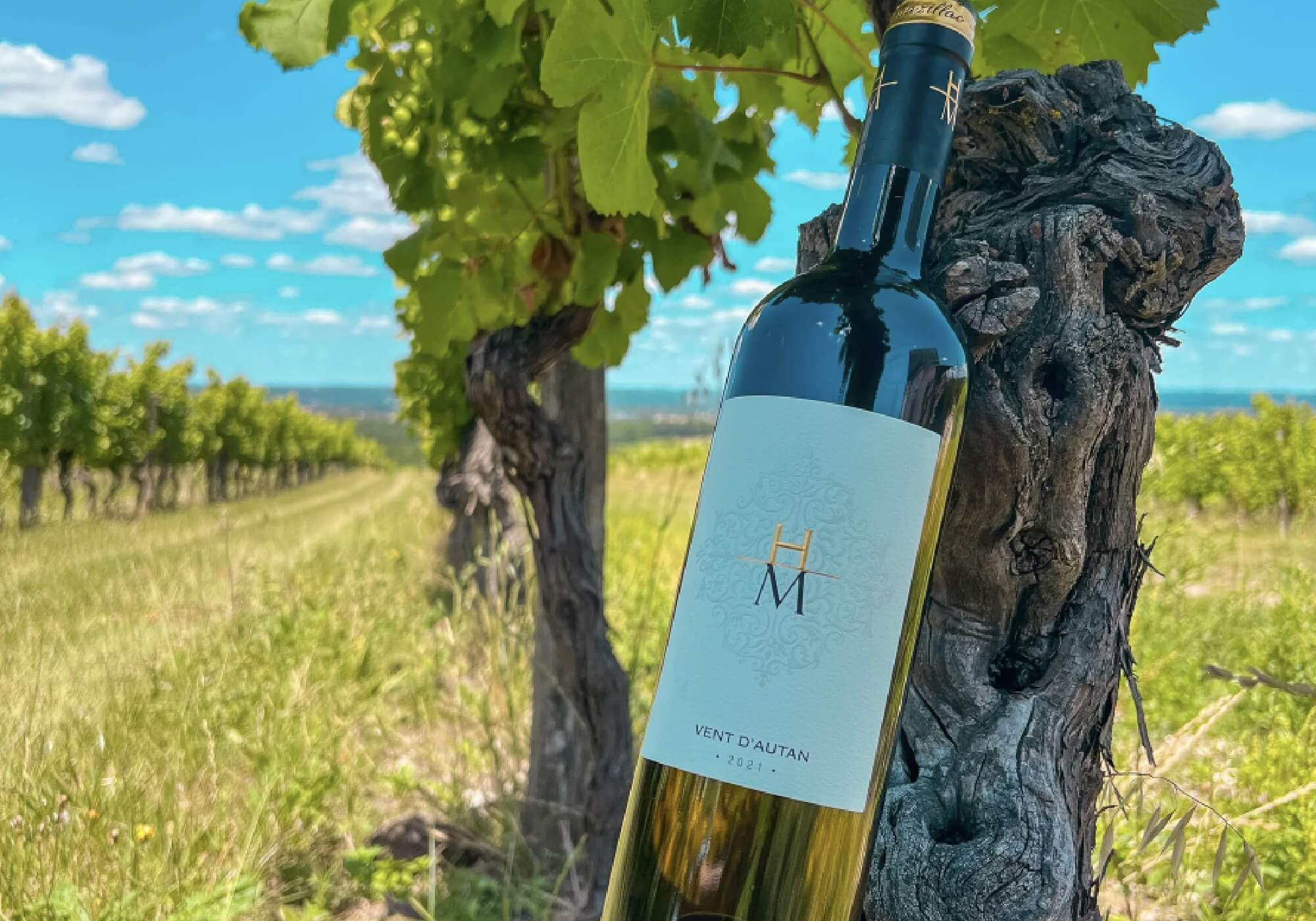 Tagliatelles au Saumon et à la Crème avec Blanc Sec “Vent d’Autan” : Un Duo Délicieux