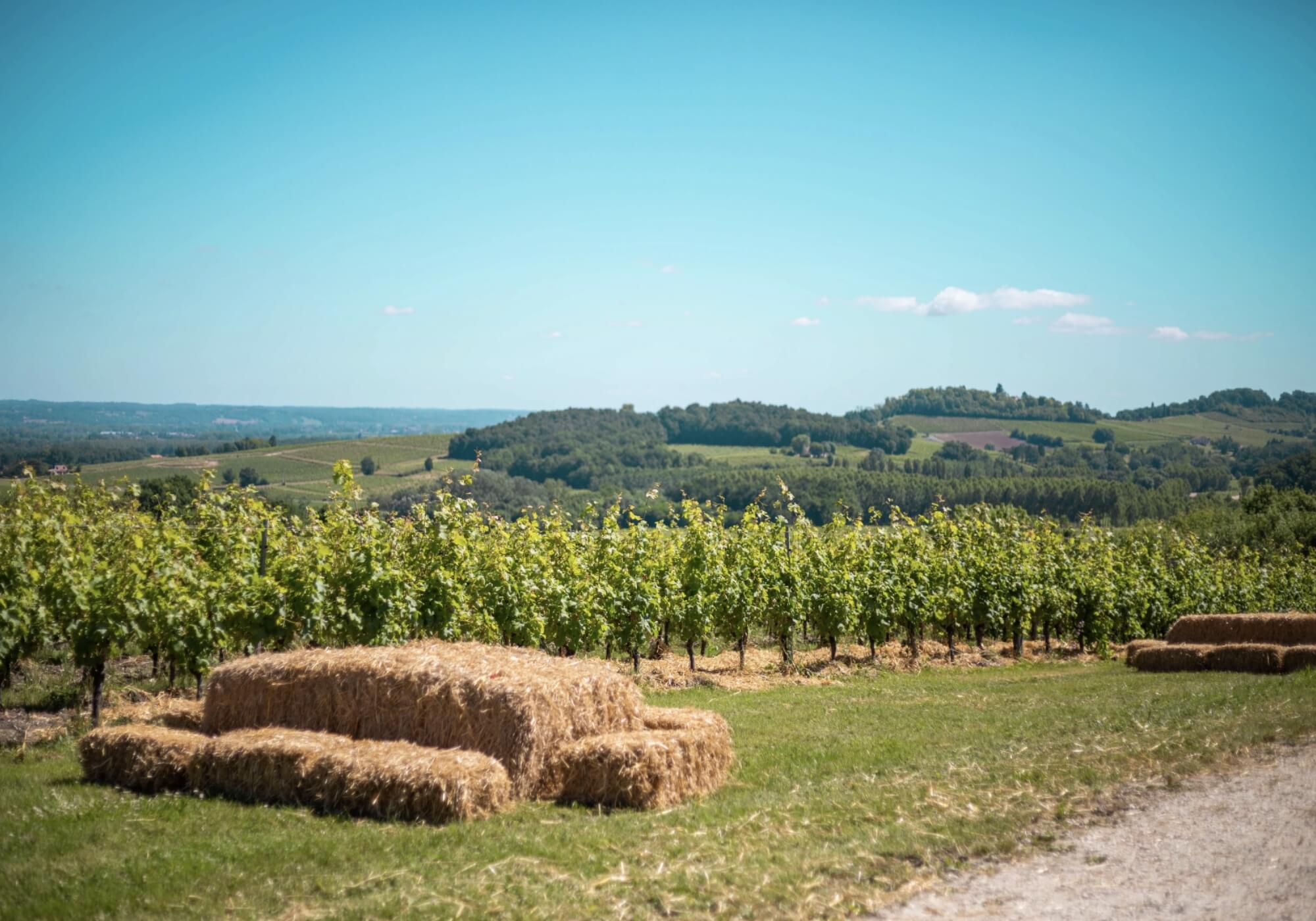 Les Traditions du Vin : Rituels et Célébrations Autour du Vin à Travers le Monde