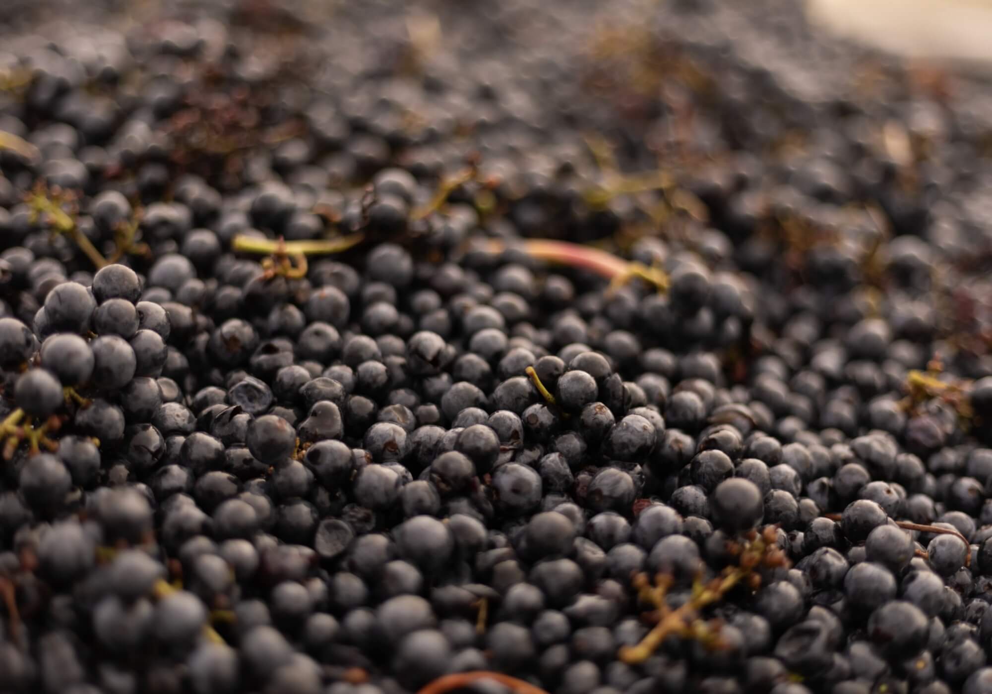 Les Vendanges au Domaine du Haut Montlong : Une Saison de Récolte et de Passion