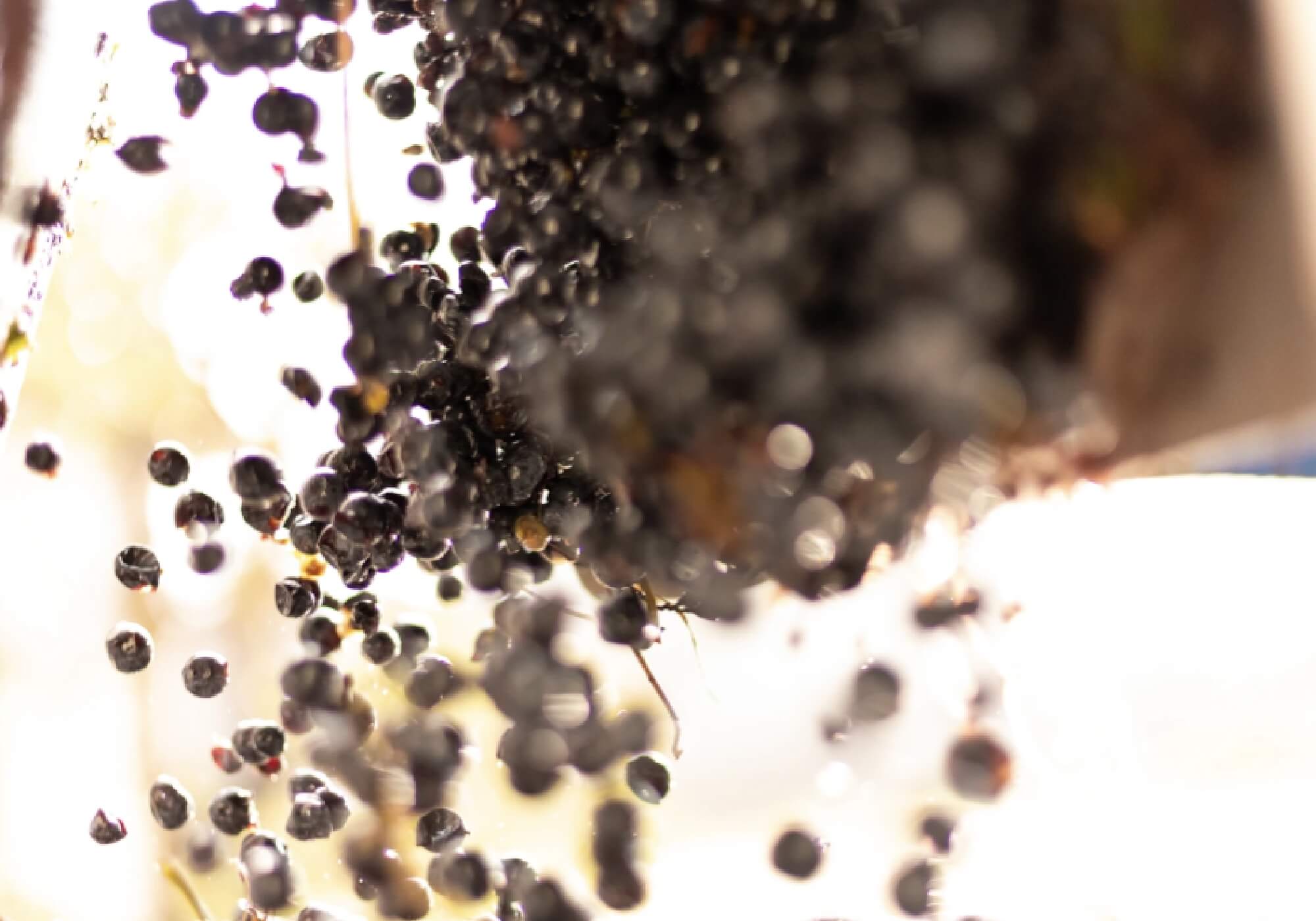 Voyage au Cœur des Vins : Rouge, Blanc, Rosé – Comment les Distinguer ?