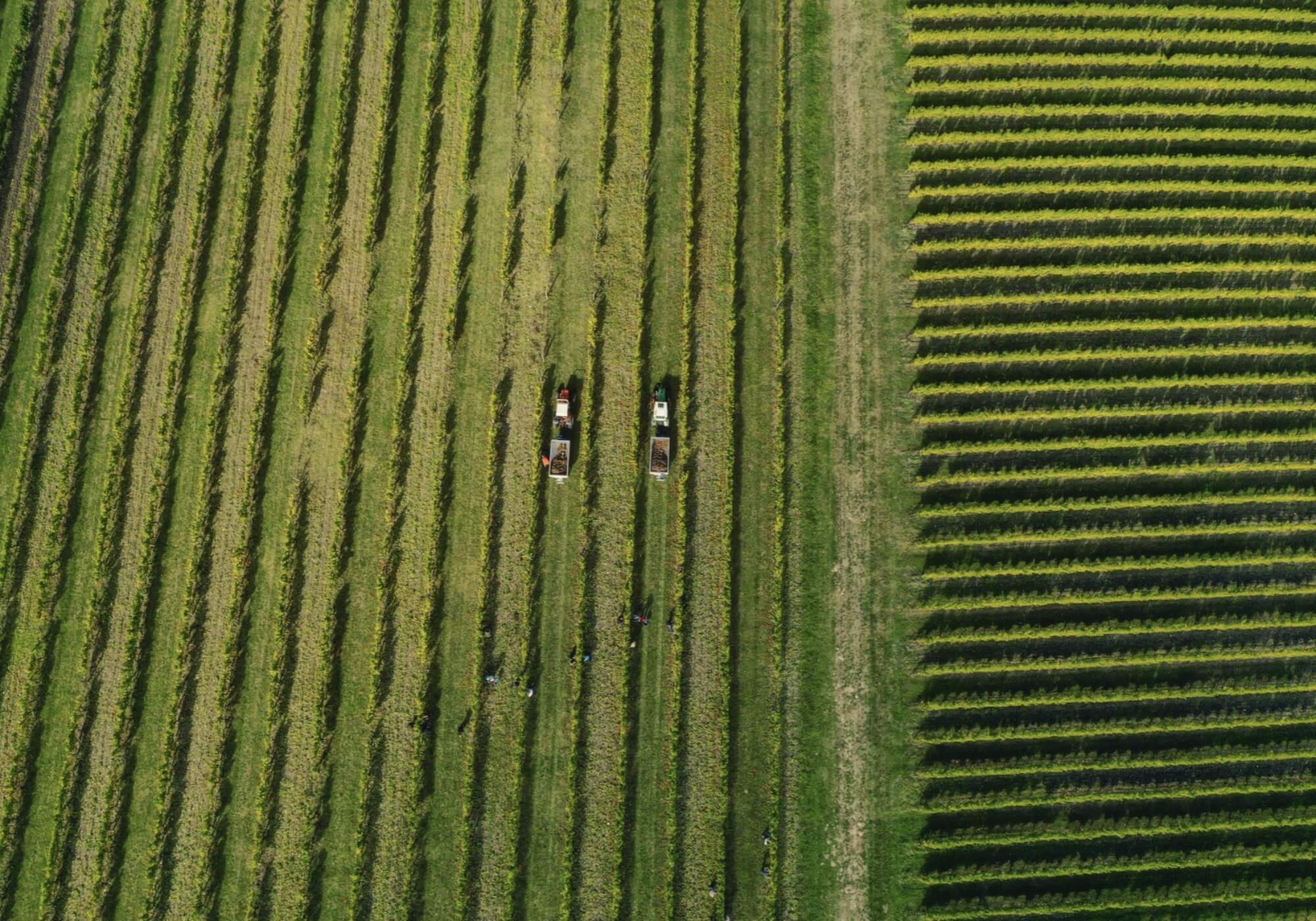 Bénéficiez d'avantages exclusifs avec nos WINE BOX