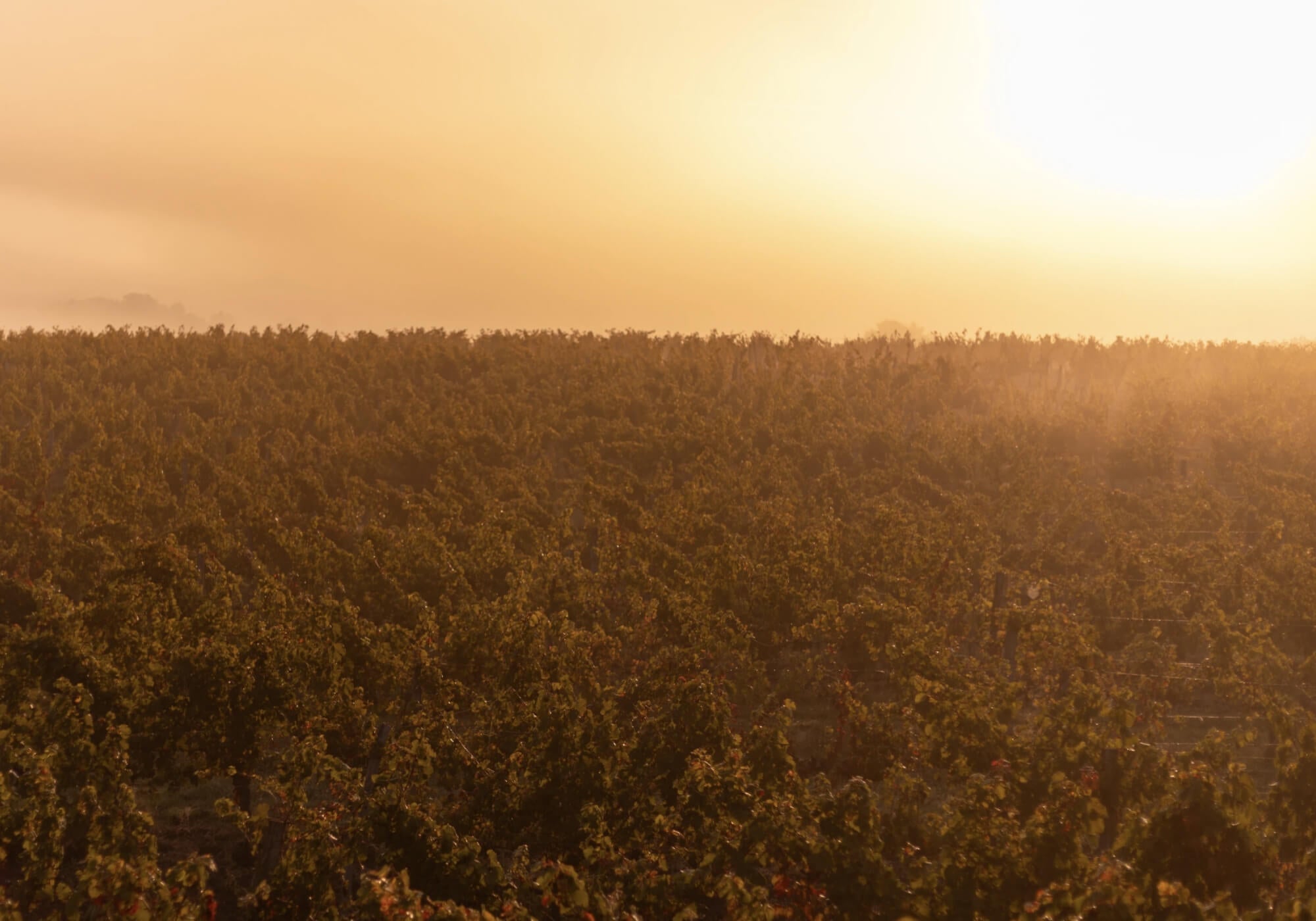 Le Changement Climatique : Un Nouveau Défi pour la Viticulture Moderne