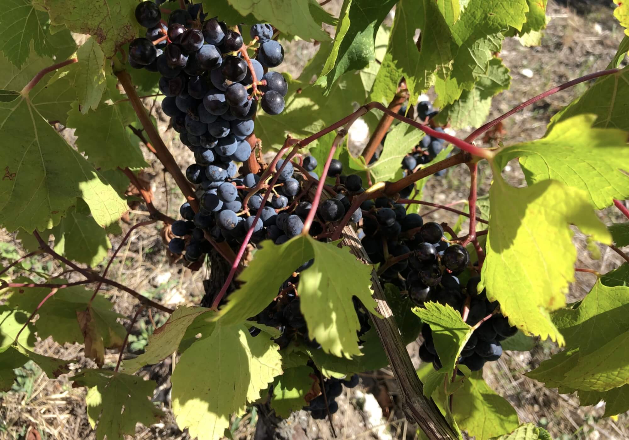 Comment Conserver Correctement une Bouteille de Vin : Nos Conseils d’Experts