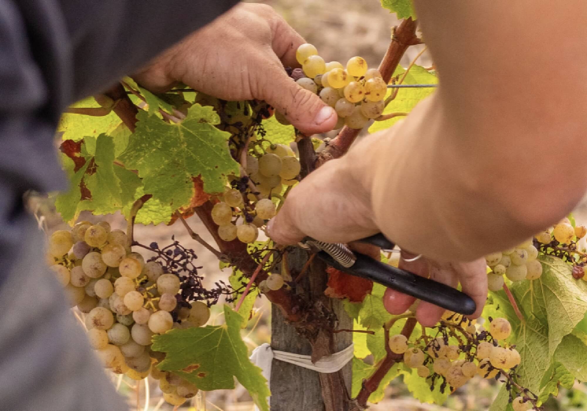 Les Coulisses du Domaine Haut Montlong : Ce Que Fait un Vigneron Avant les Vendanges