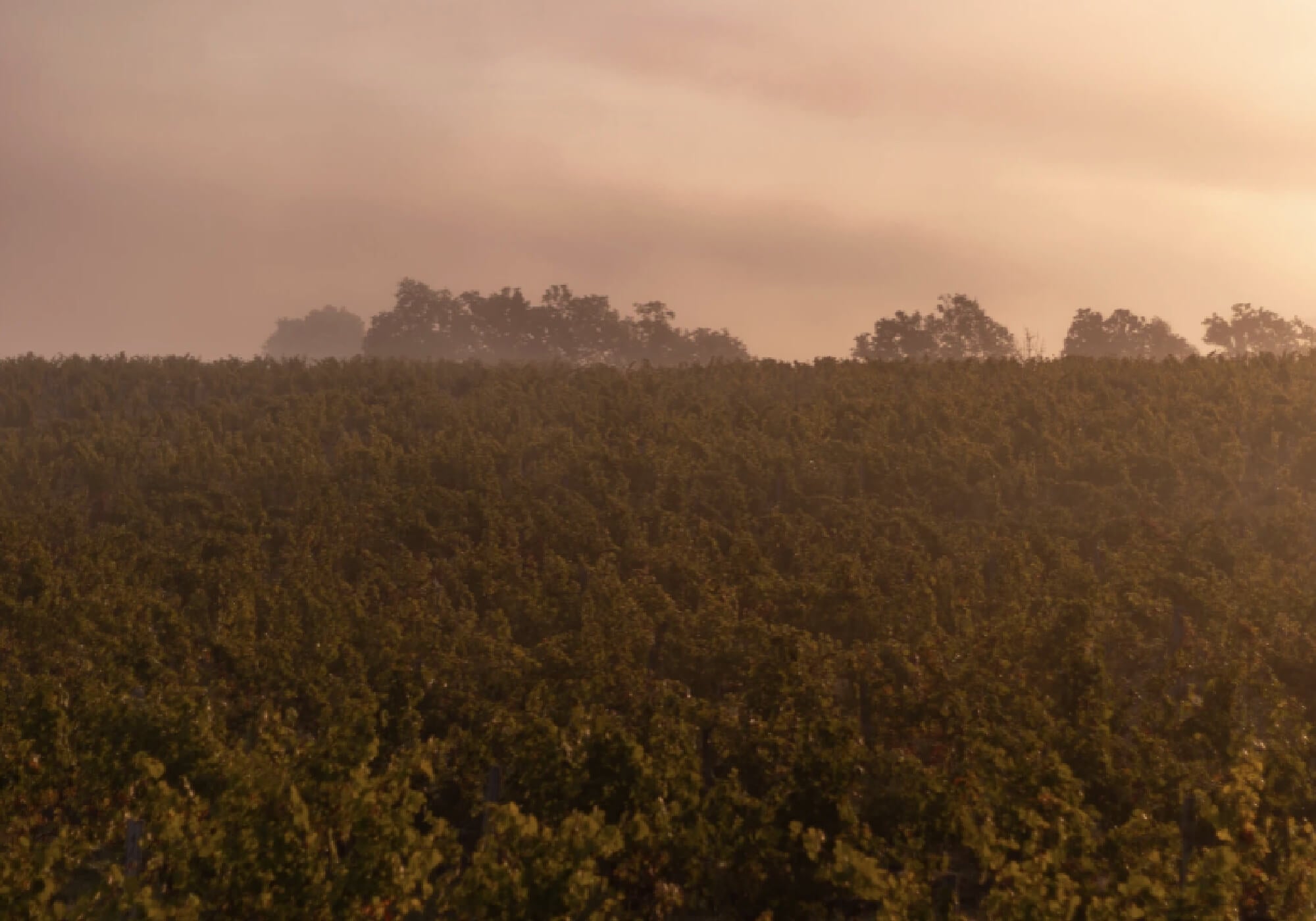 L'Importance des Conditions Climatiques pour la Viticulture : Comment le Climat Façonne Nos Vins