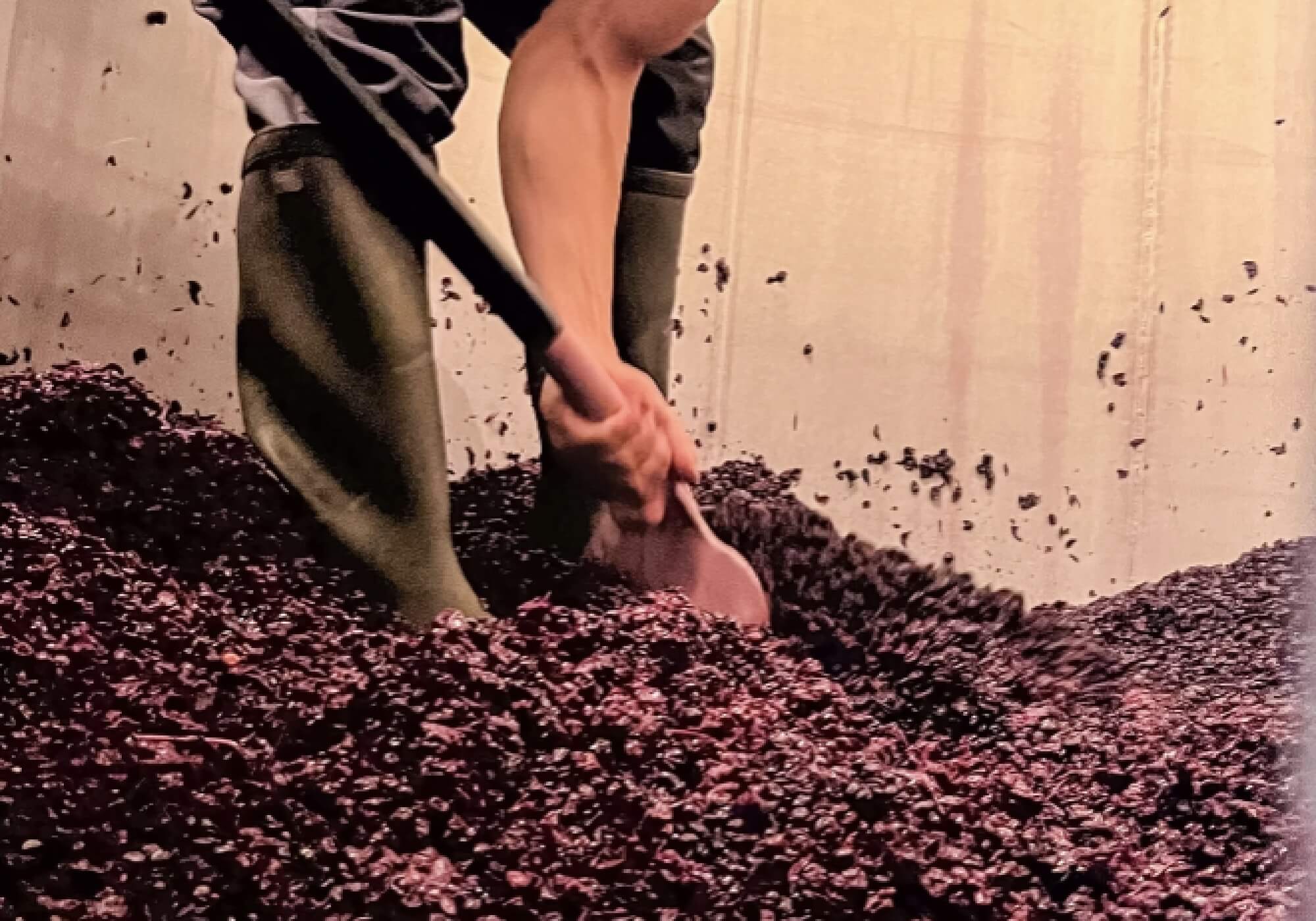 Les Raisins en Détail : Un Voyage à Travers Nos Cépages