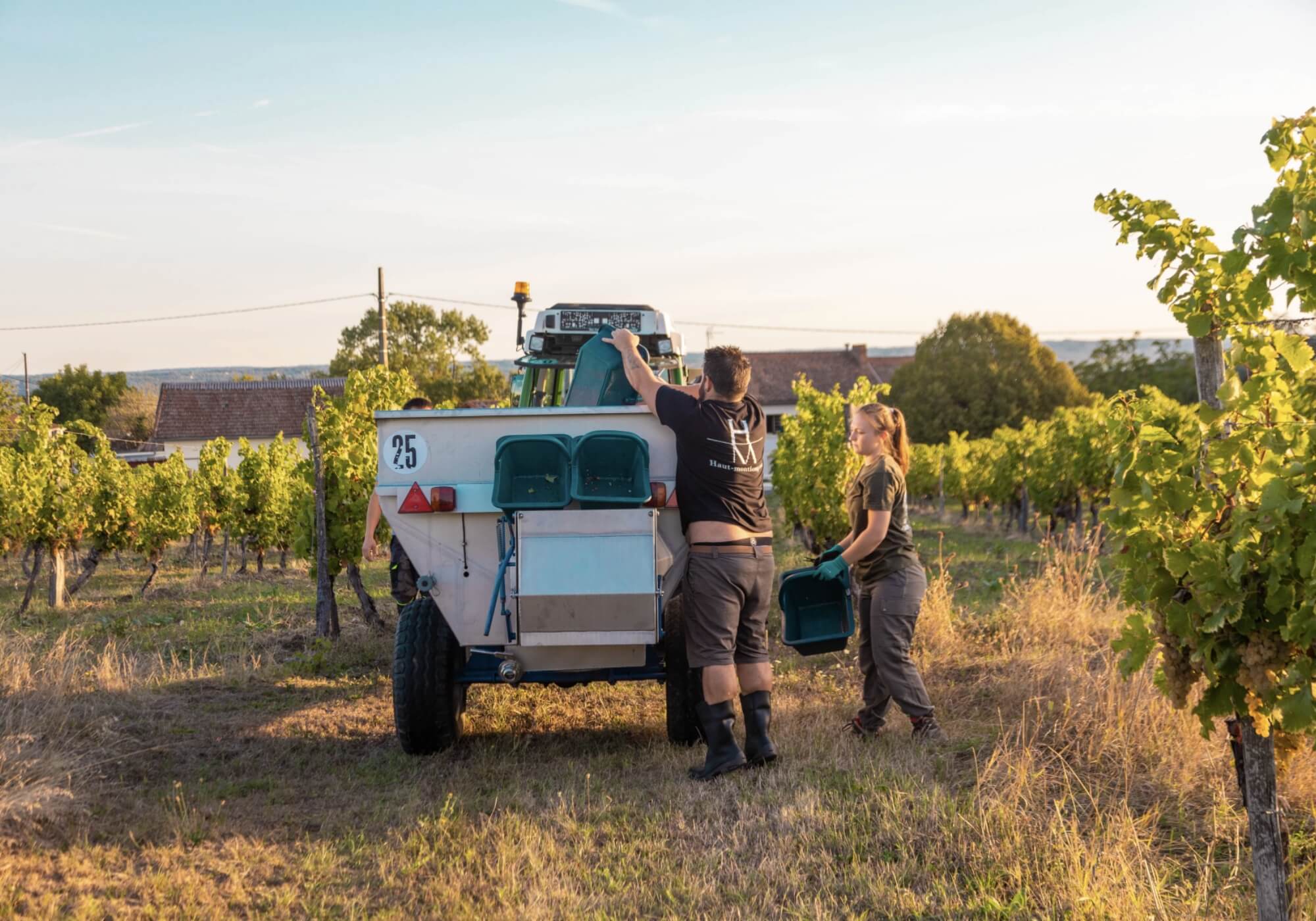 Sélection des Cépages : L’Art et la Science Derrière Chaque Vin