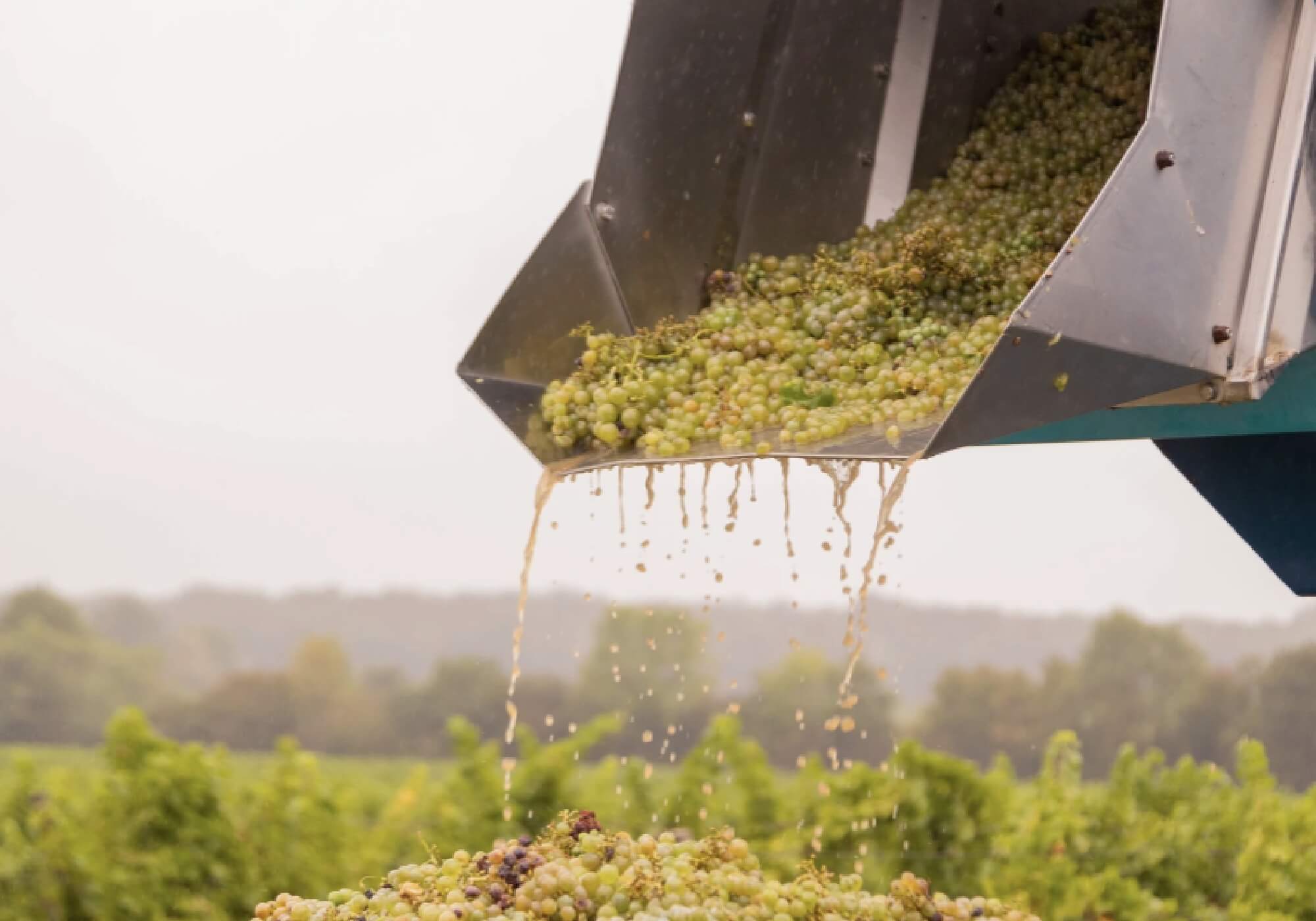 Quand et Comment Utiliser un Décanteur pour le Vin : Guide Pratique pour une Dégustation Parfaite