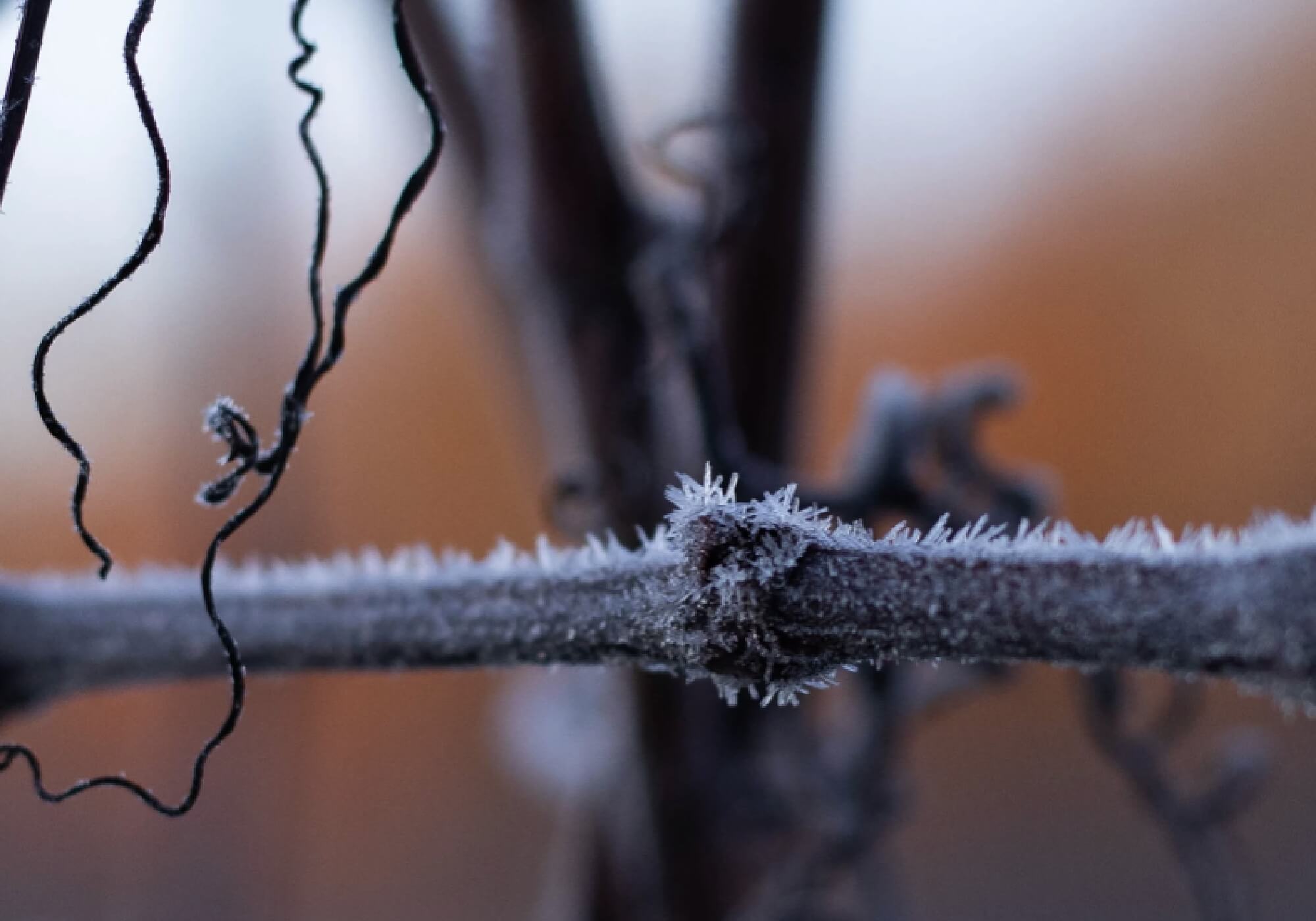 Le Vin et la Santé : Mythes et Réalités